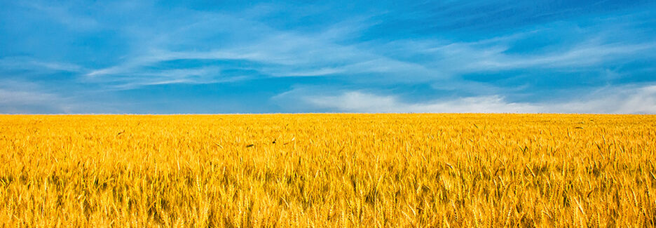 goldgelbes Weizenfeld vor blauem Himmel