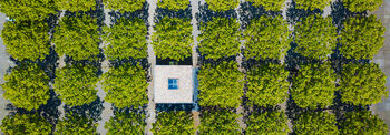 Eine Luftaufnahme zeigt mehrere Baumkronen in Reihen, mittig ist ein kleines quadratisches Gebäude mit Flachdach zu erkennen.