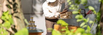 Ein Imker in Schutkleidung untersucht Bienenwaben aus einem Bienenstock.