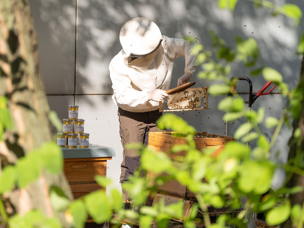 Ein Imker in Schutkleidung untersucht Bienenwaben aus einem Bienenstock.