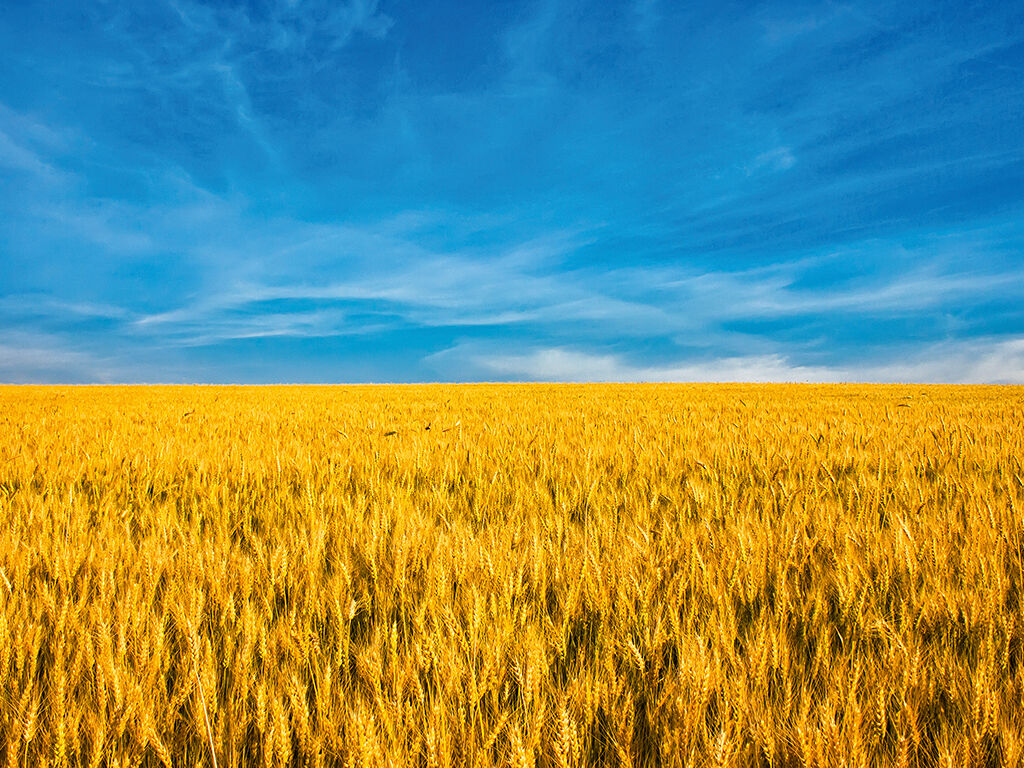goldgelbes Weizenfeld vor blauem Himmel