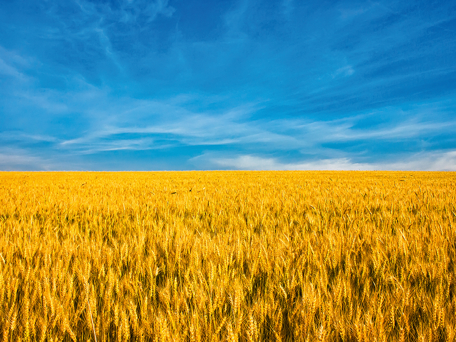 goldgelbes Weizenfeld vor blauem Himmel