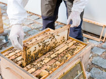 Hände mit weißen Schutzhandschuhen heben einen Einsatz mit vielen Bienen aus der Beute.