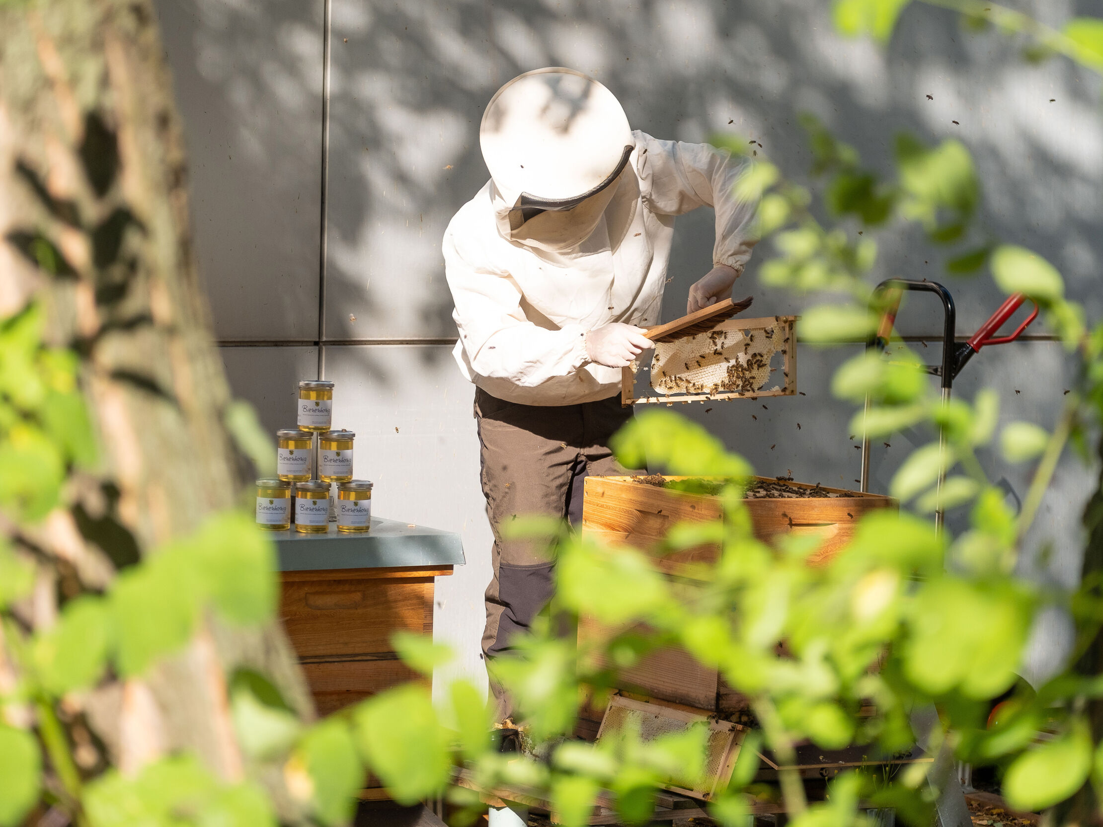 Ein Imker mit Schutzkleidung bei der Arbeit an einer Bienenbeute im Innenhof.